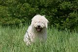 KOMONDOR 049